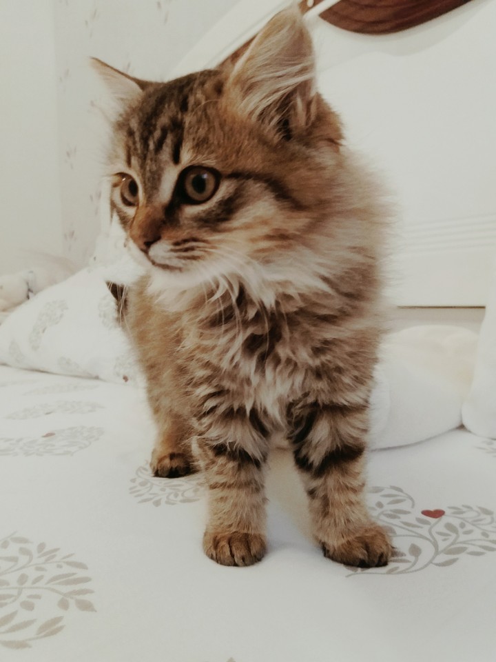My tedy bear
