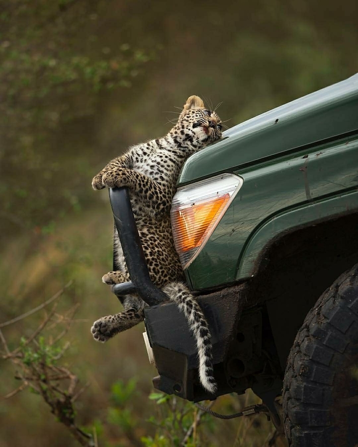 Leopard cub on vehicle