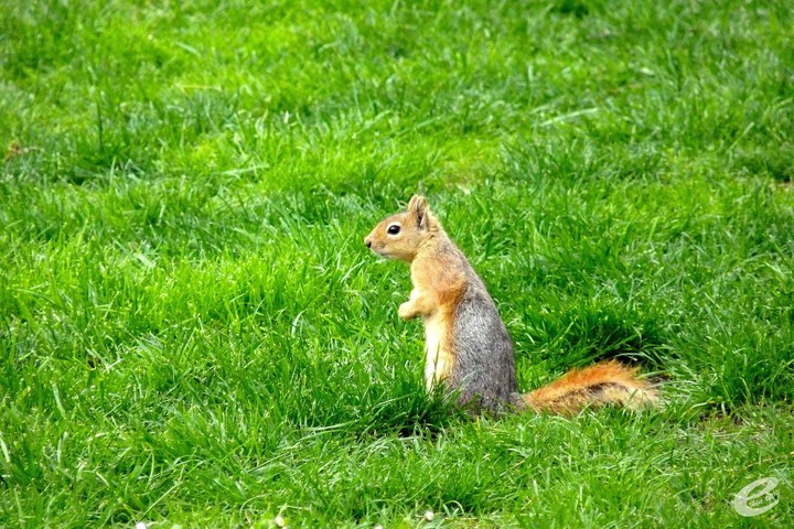 squirrel