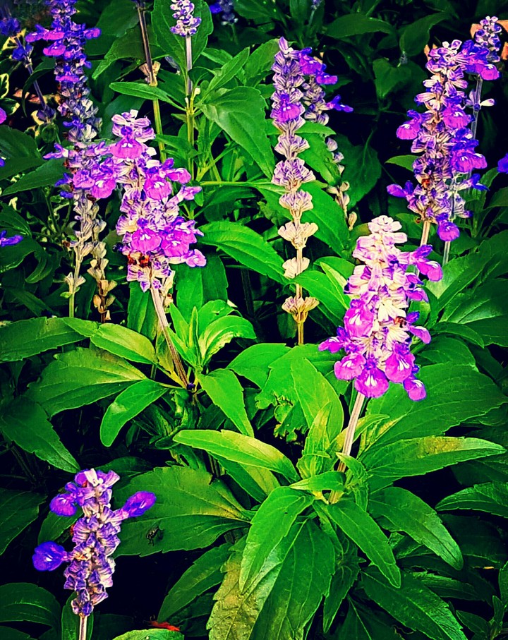 Pretty Purple