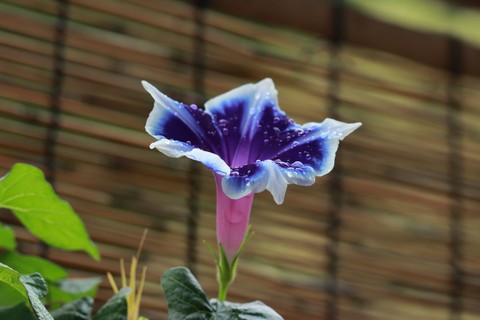 blue, purple háttérképek