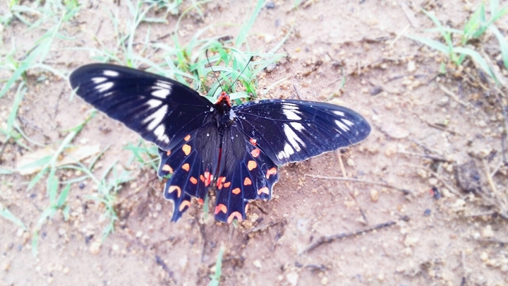 Black and beauty