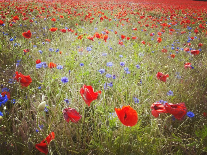 field