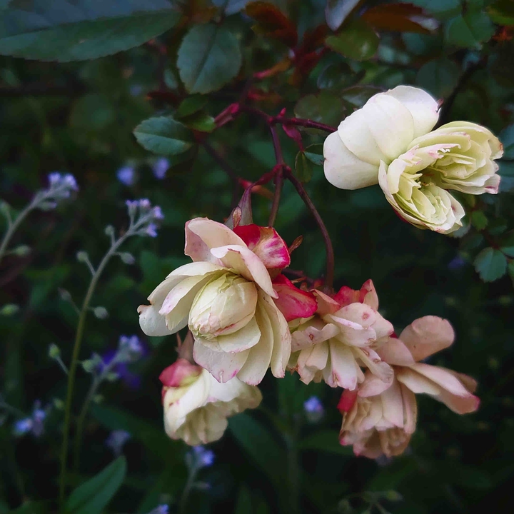 rose