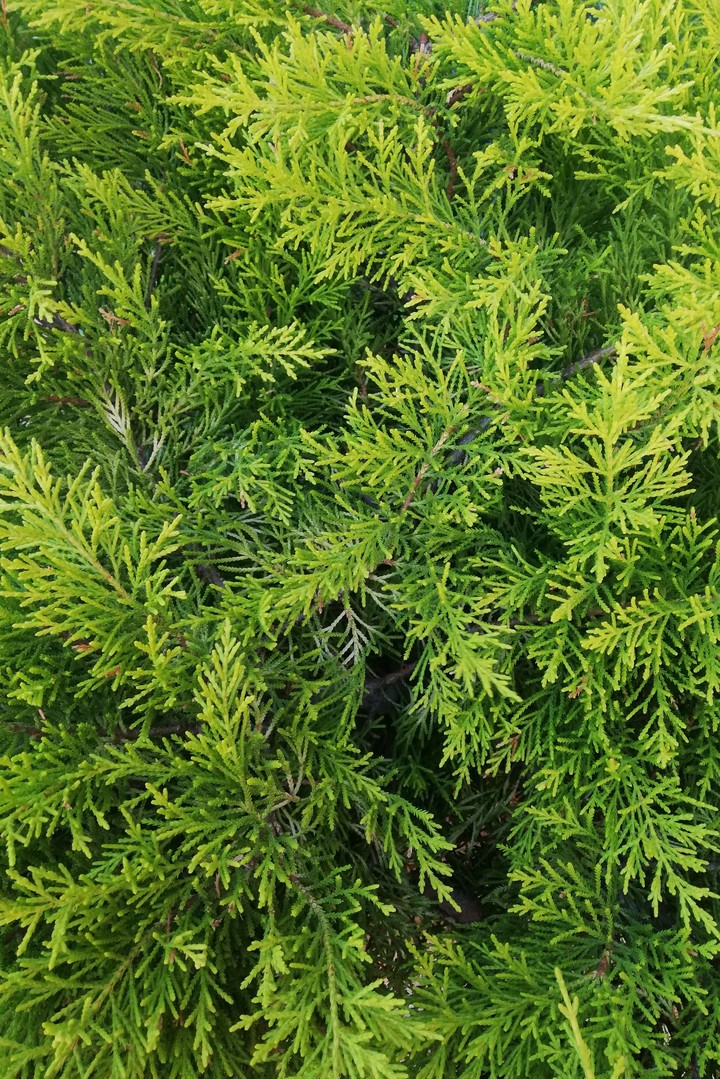 Green plant