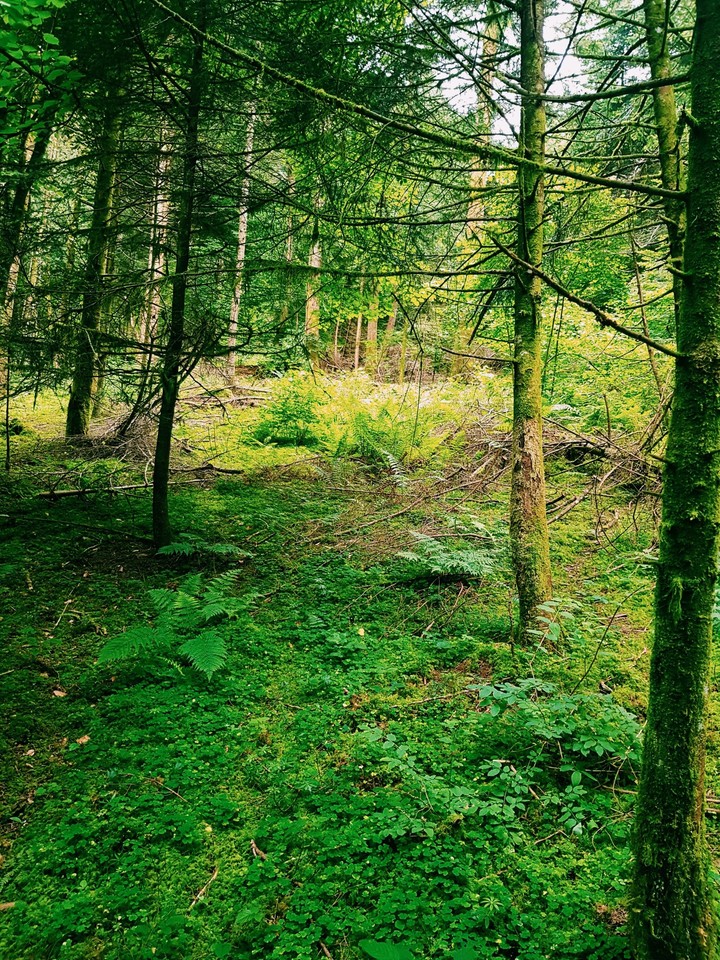 Forêt