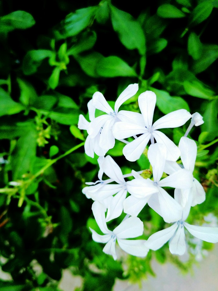 Beauty in flowers