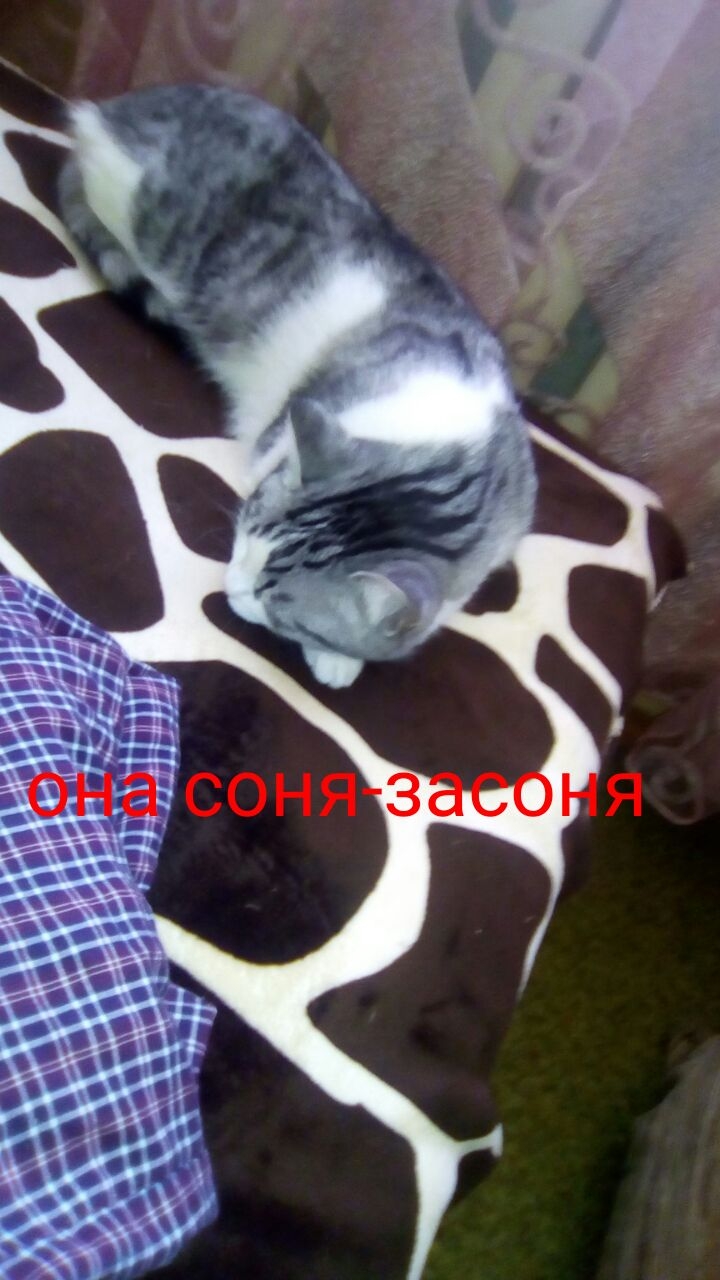 милашка