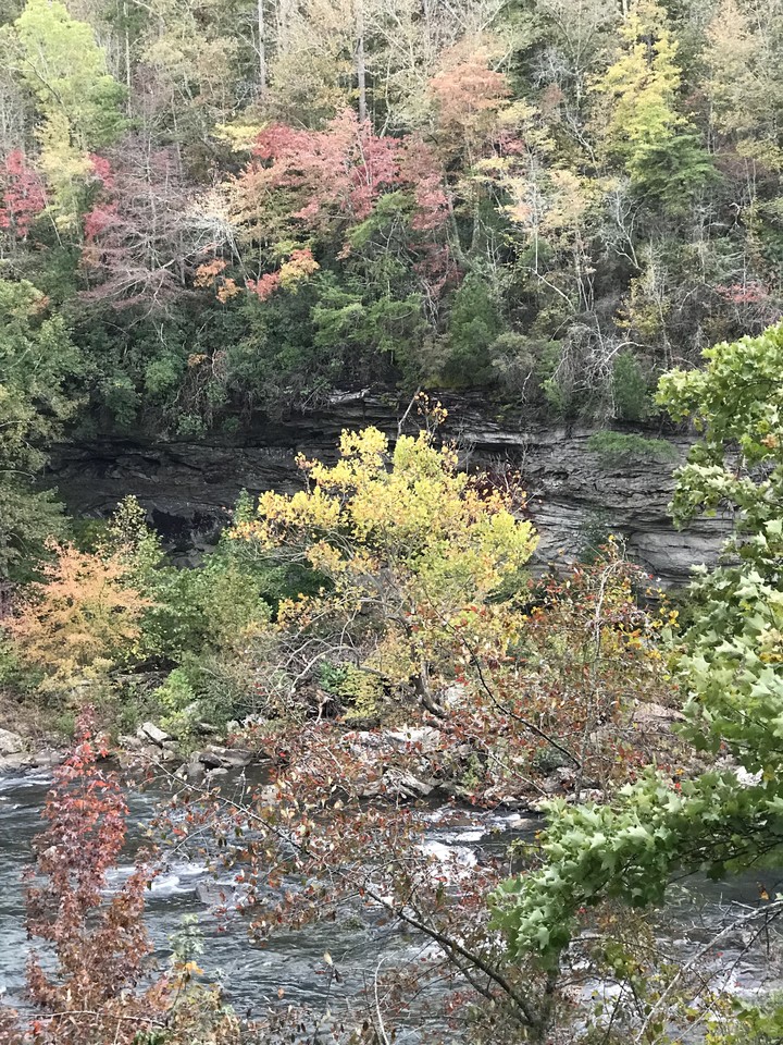 fall leaves