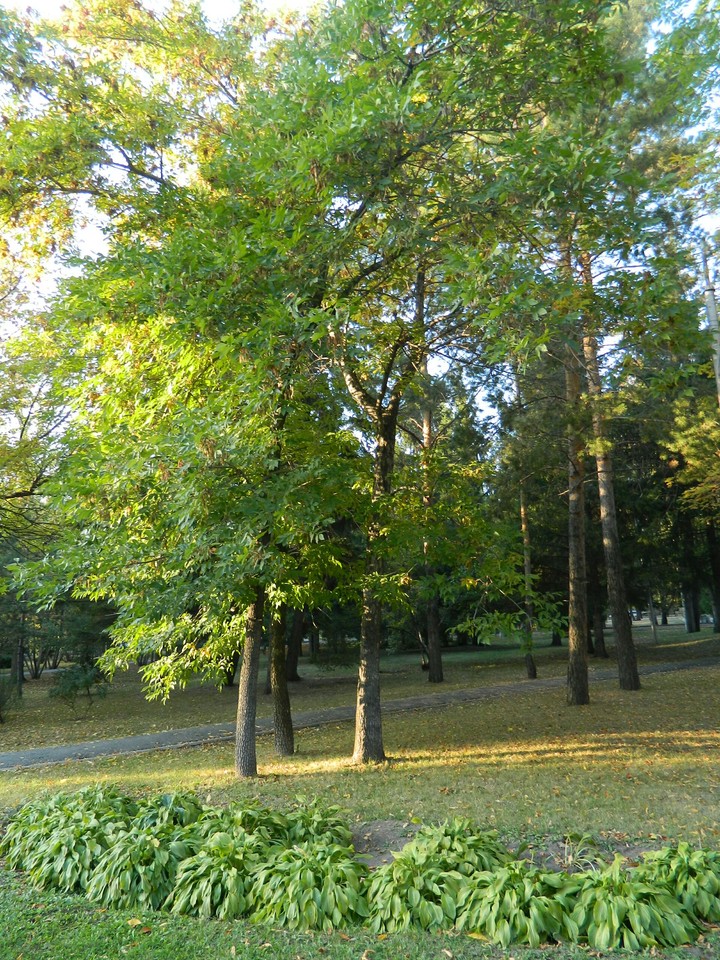 The nature of the city of Novosibirsk