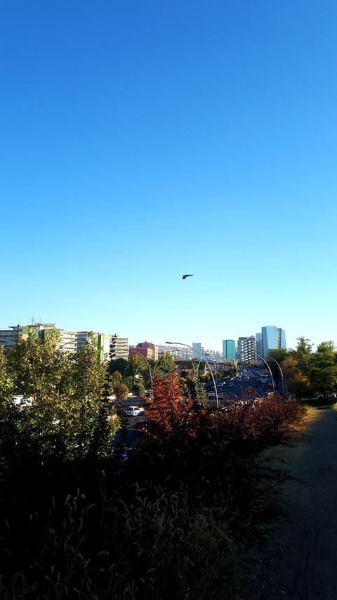 FLY FOR BEING FREE