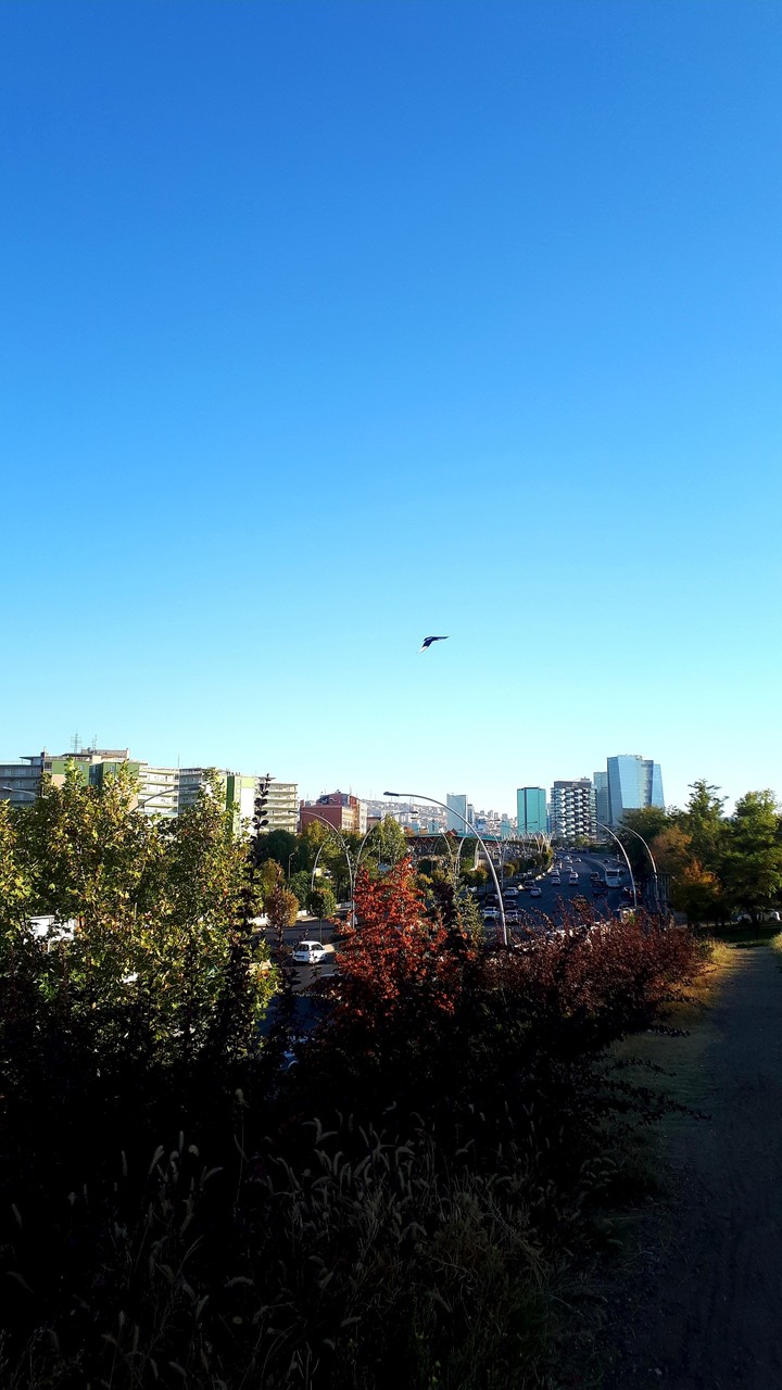 FLY FOR BEING FREE