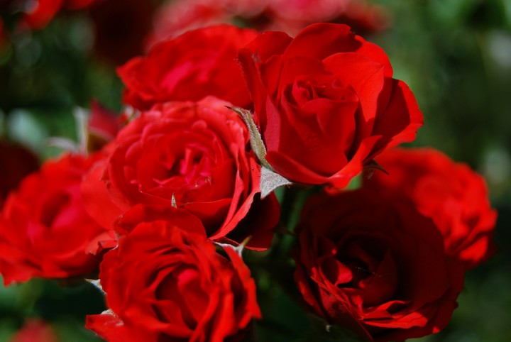 Rose