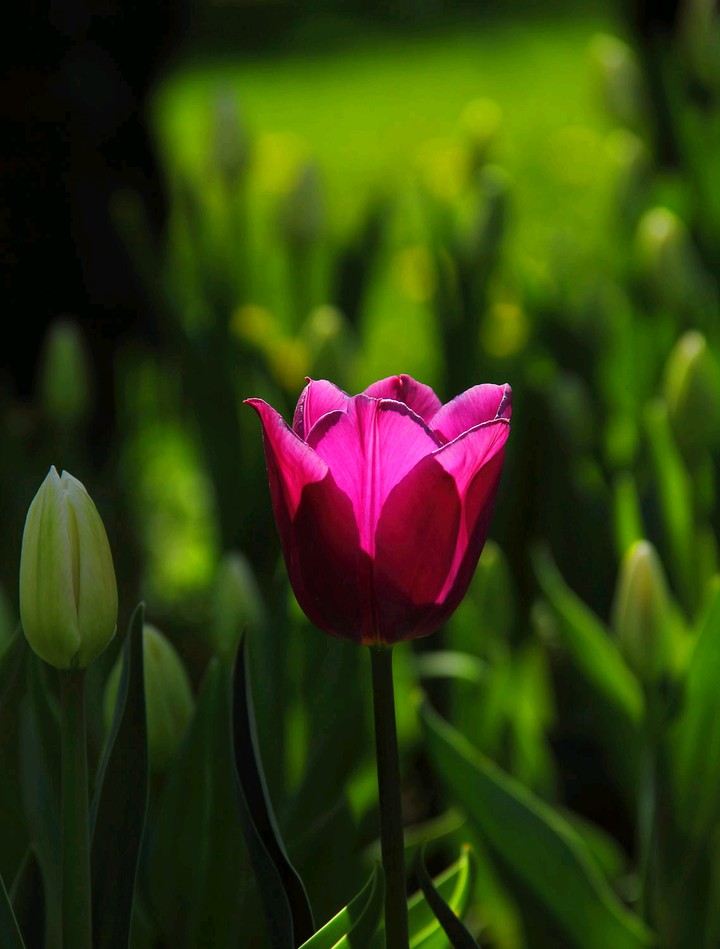A single big pink flower