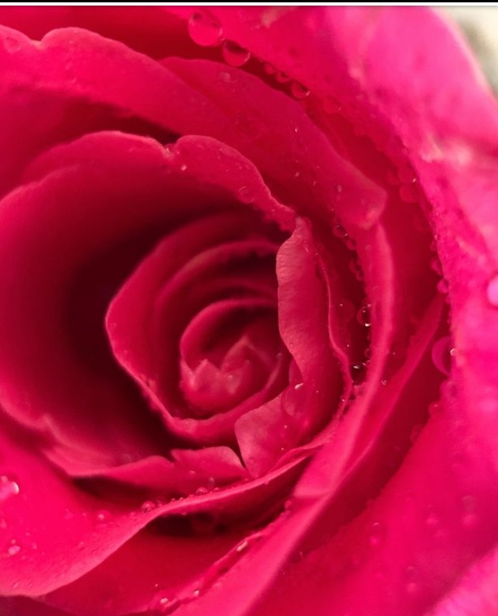 rose