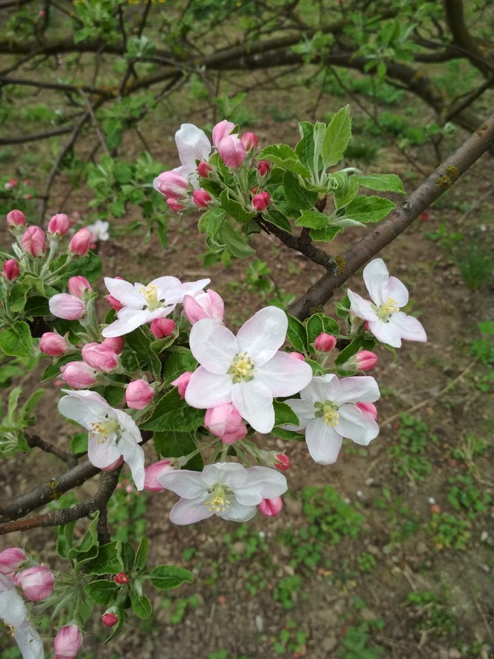 весна