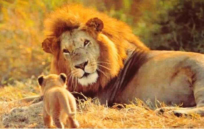 lion