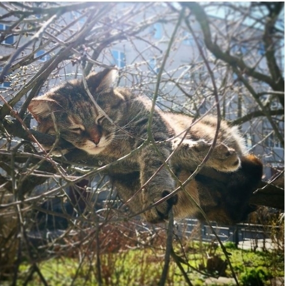 кот Обломова
