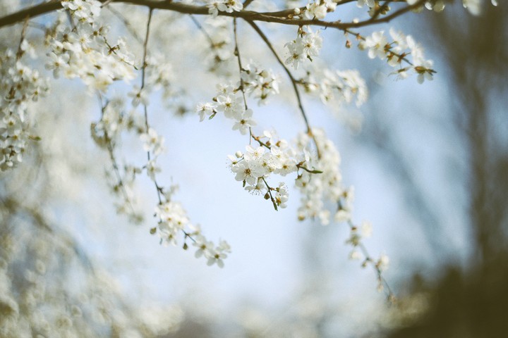 spring flowers