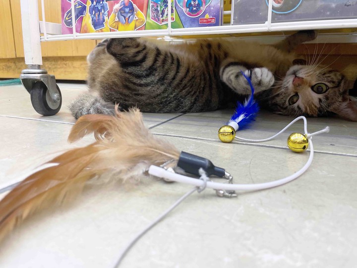 냥이