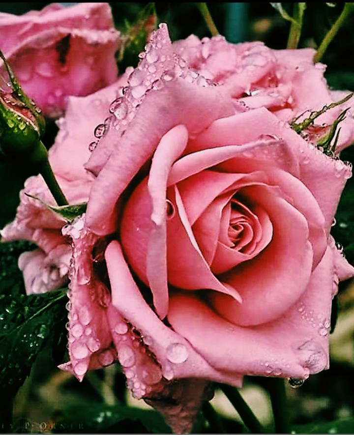 Dewdrops