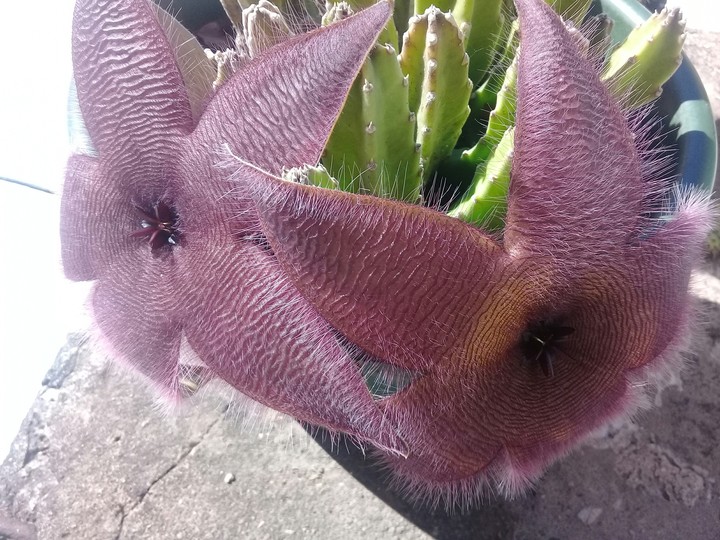 flor de cactus