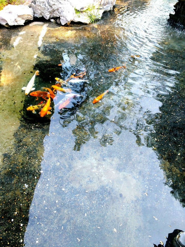 Color Fish