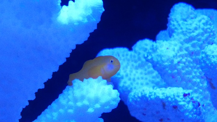 aquarium