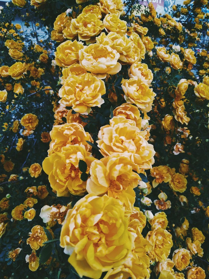 rose