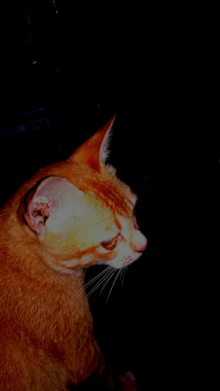 cat