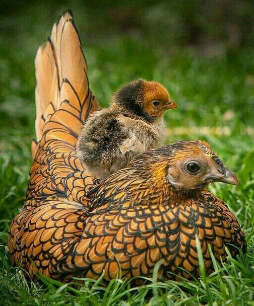 sah(spid)