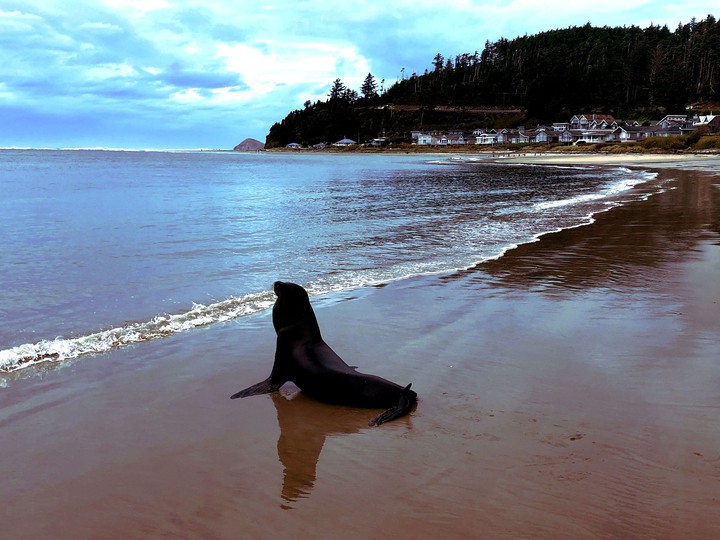 seal on beach