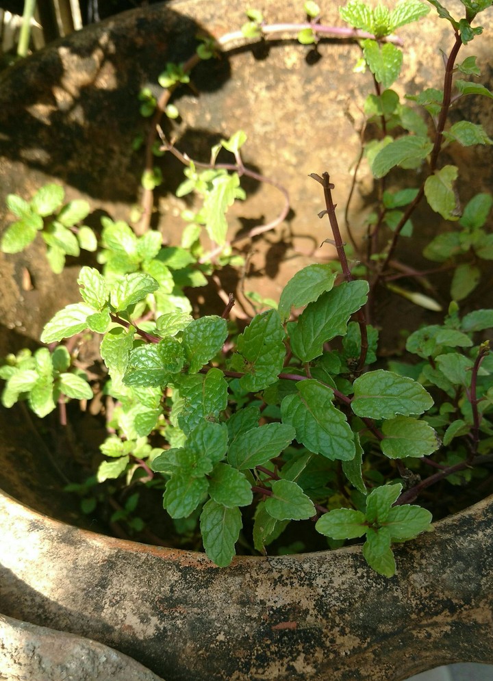 Shrub