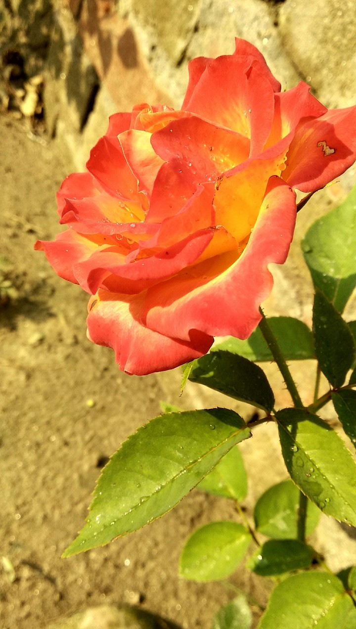 i love flowers. and presonaly Rose's.....