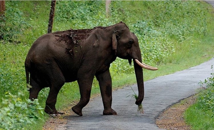 wild life