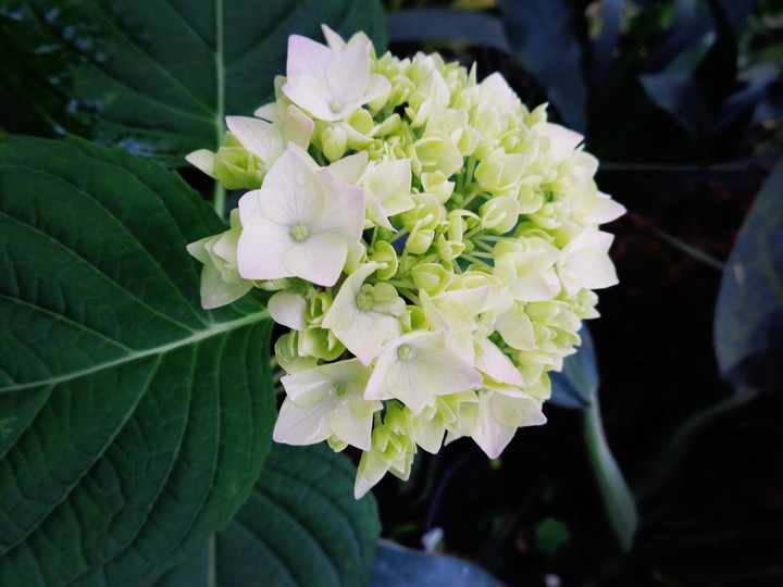 White flower bunch