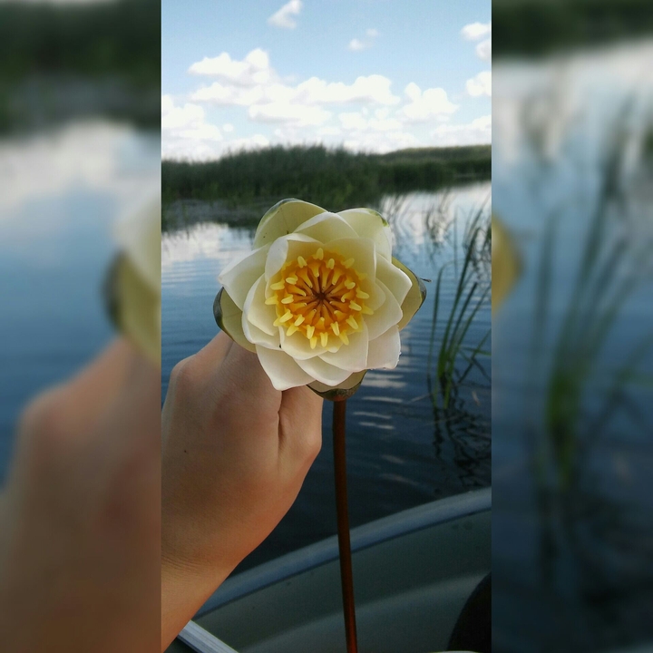 lilja wodna