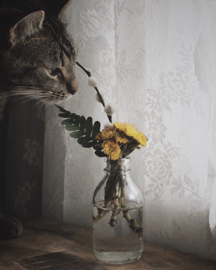 dandelions