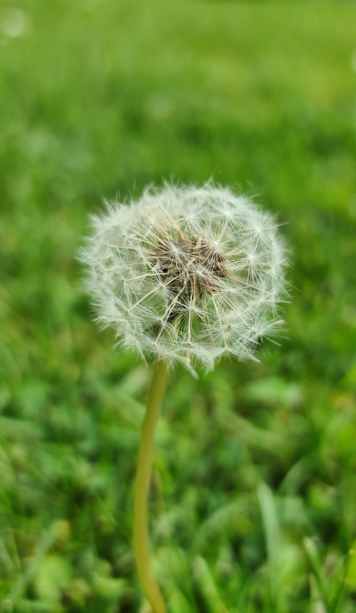 dandelion