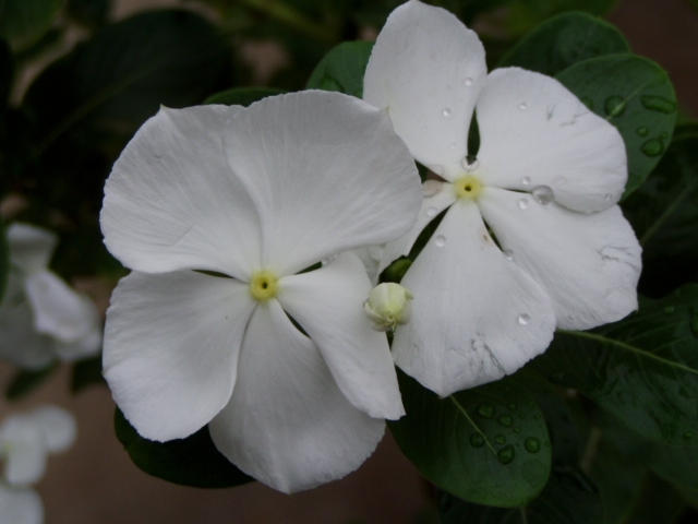 white flowers