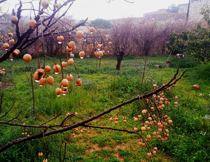 spring