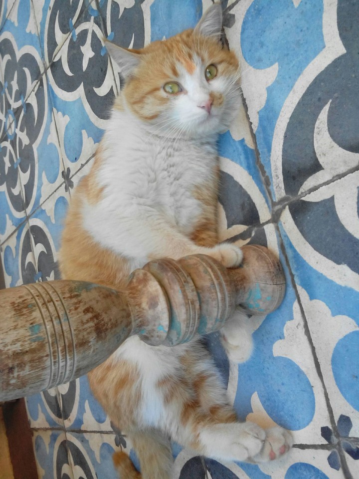 My Cat