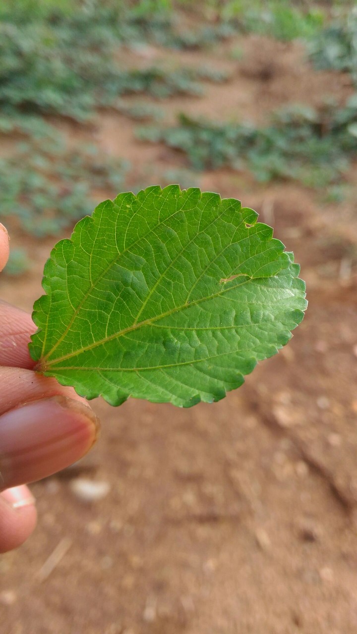 green leaf