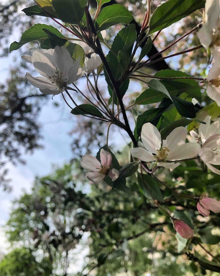 Весна