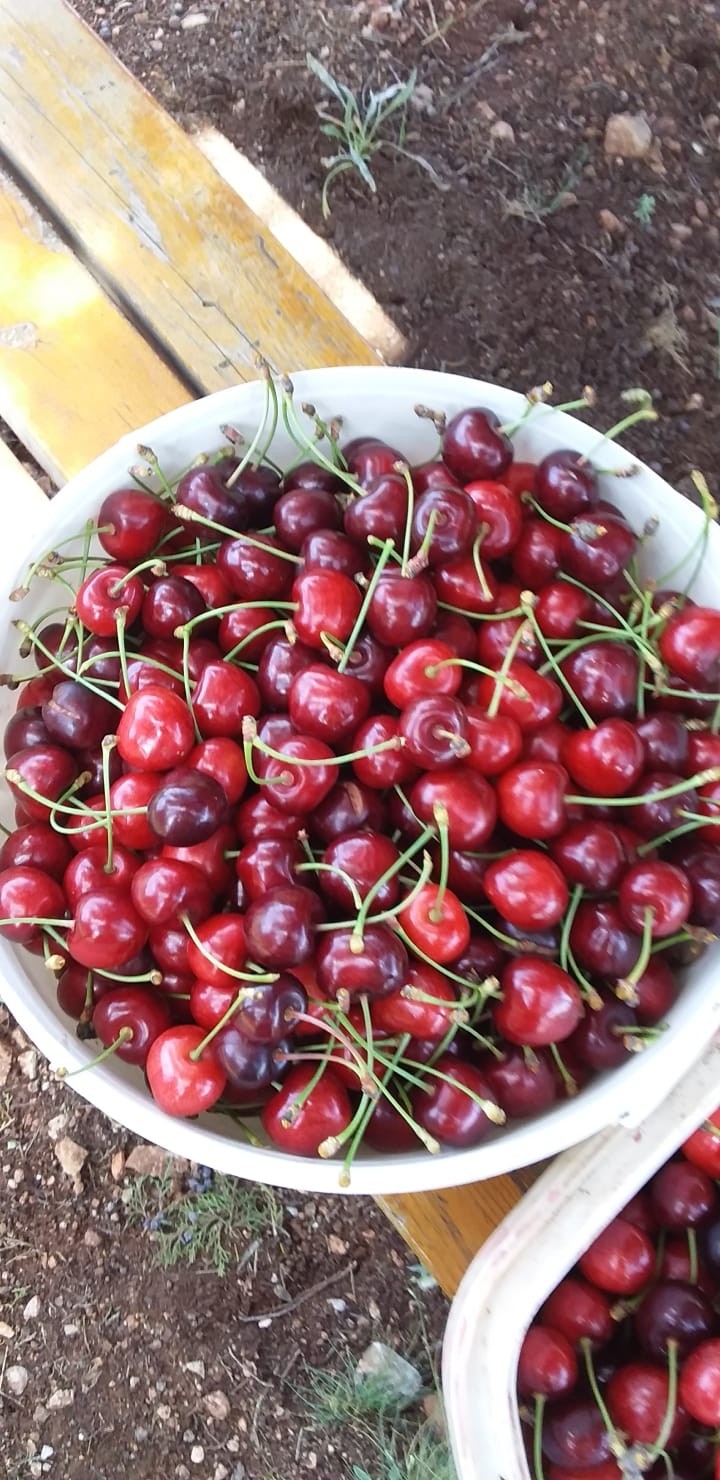 cherry