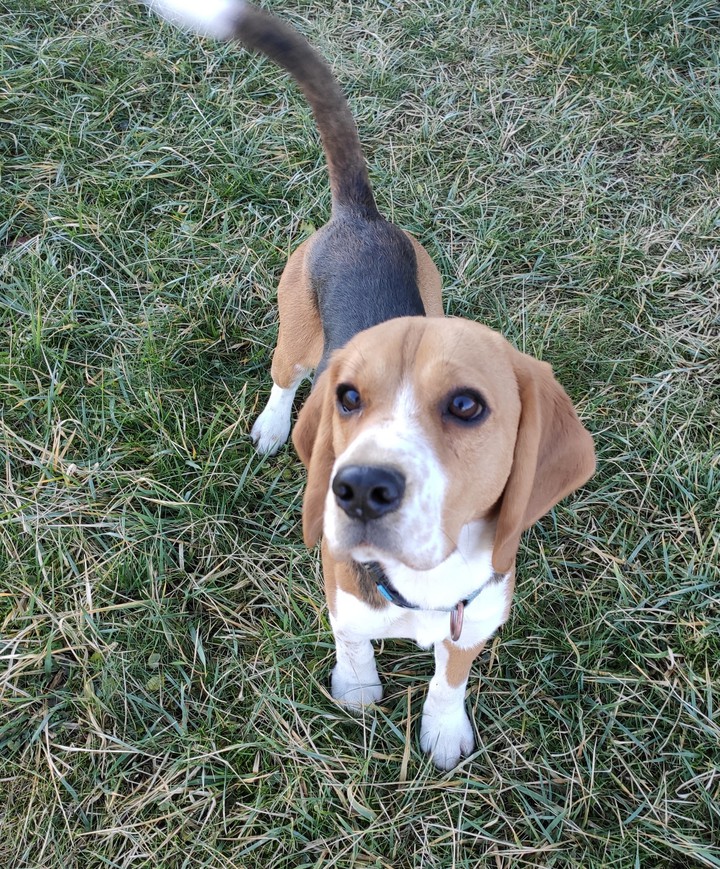 My dog. Beagle.