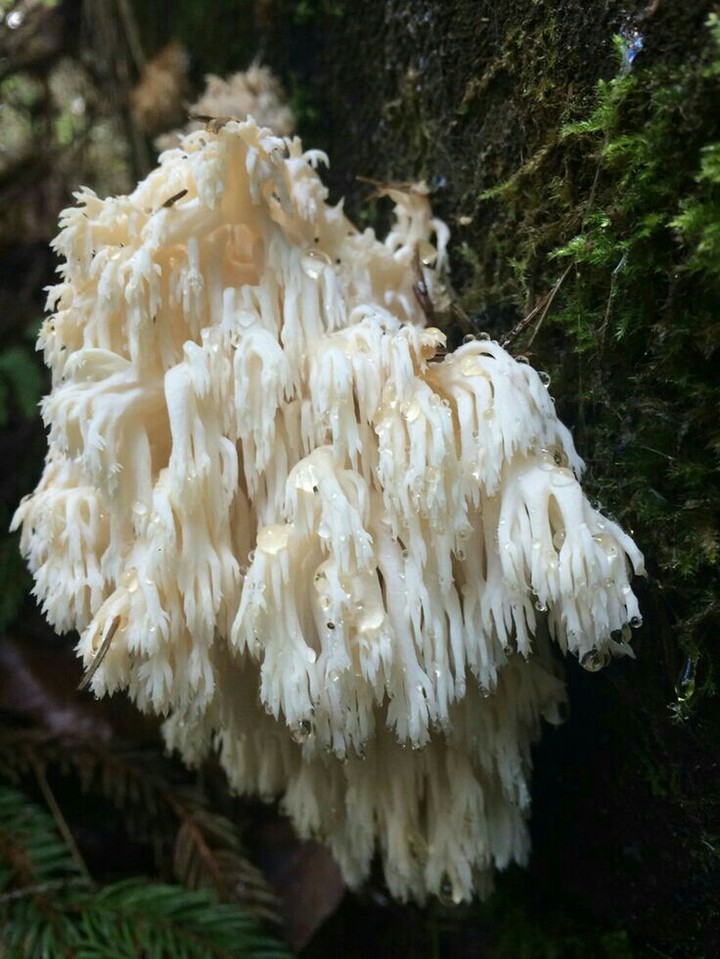 Mushrooms