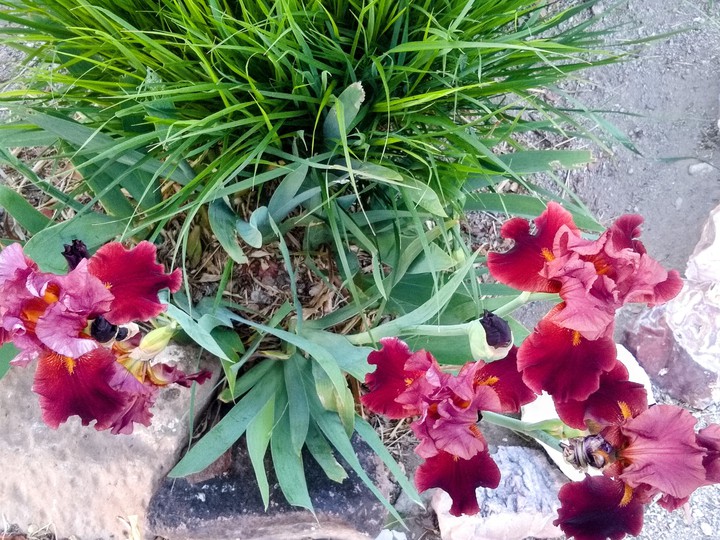 1st Bloom 2021