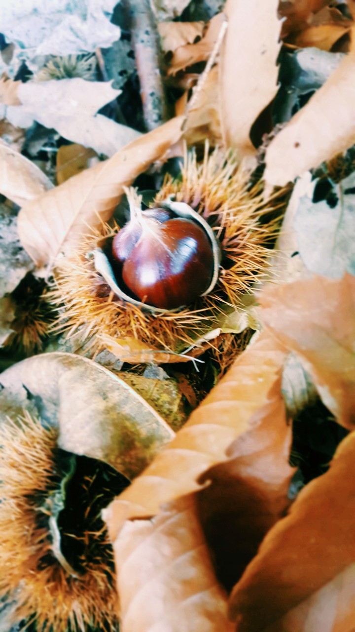 autunno