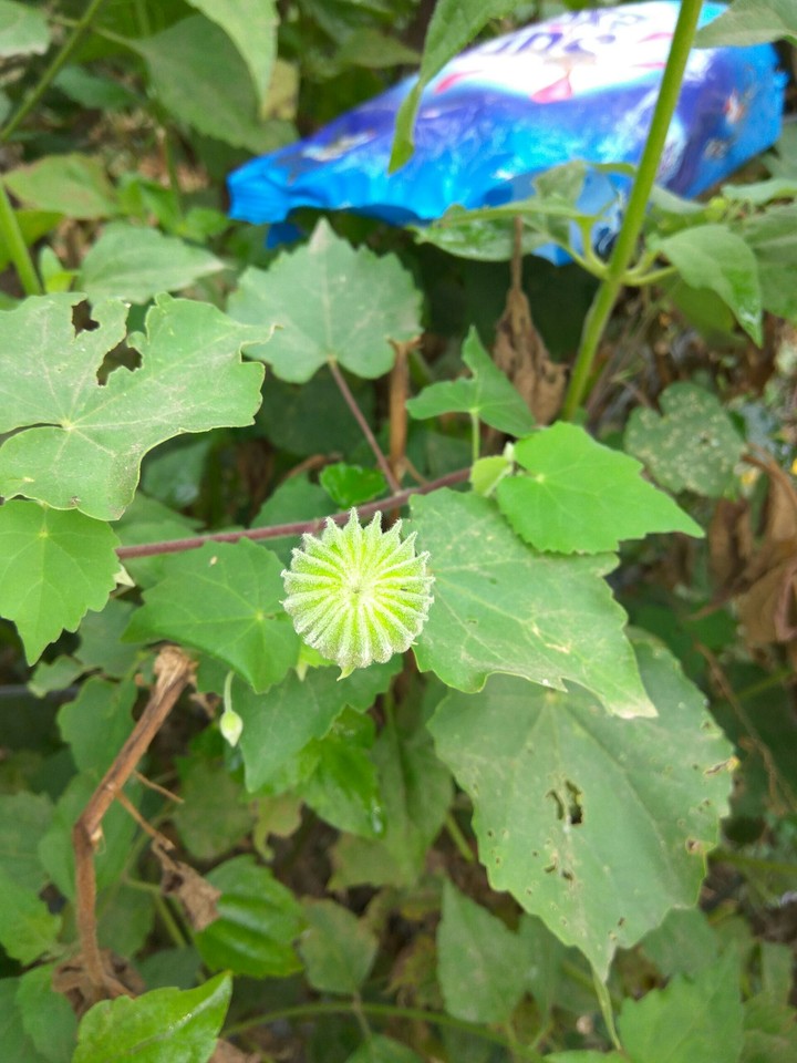 wild flower